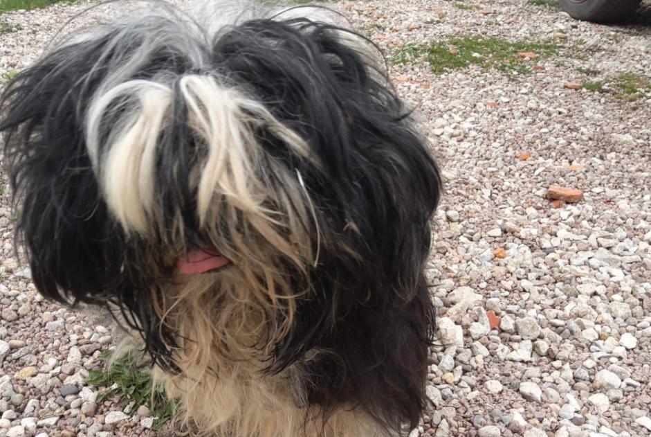 Alerte Découverte Chien  Femelle Claudon France