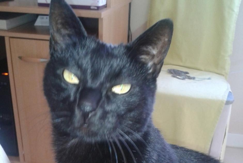 Avviso scomparsa Gatto Maschio , 17 anni Chavelot Francia Avviso scomparsa Gatto Maschio , 17 anni Chavelot Francia